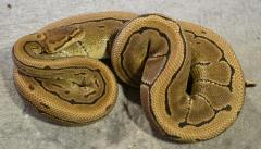 Sub Adult Pinstripe Ball Pythons