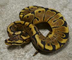 Sub Adult Woma Ball Pythons