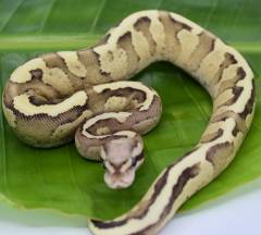 Baby Amoretti Ball Pythons