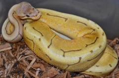 Baby Caramel Spinner Ball Pythons