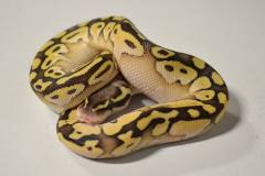 Small Pastel Lesser Ball Pythons