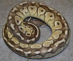 Sub Adult Lesser Ball Pythons