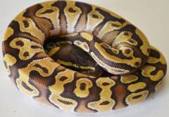 Baby Enchi Mojave Ball Pythons