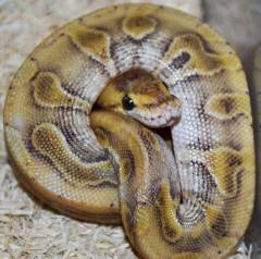 Baby Enchi Champagne Ball Pythons