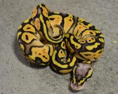 Baby Super Pastel Ball Pythons