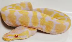 Medium Albino Pastel Ball Pythons