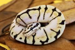 Baby Bumblebee Ball Pythons