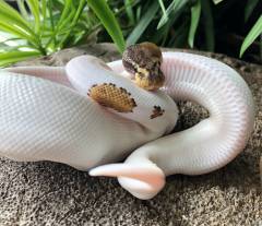 Baby Pinto Piebald Ball Pythons
