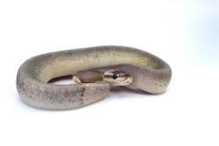 Baby Sterling Ball Pythons