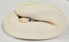 Adult Blue Eyed Leucistic Ball Pythons