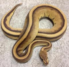 Sub Adult Genetic Stripe Ball Pythons