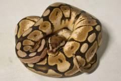 Small CinnaBee Ball Pythons