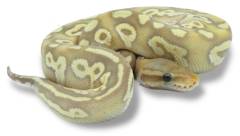 Baby Banana Pastave Ball Pythons
