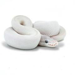 Baby Male Mojave Russo Ball Pythons