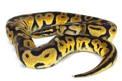 Adult Pastel Ball Pythons