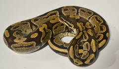 Adult Ball Pythons