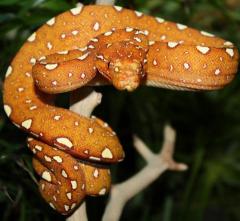 Small Red Biak Green Tree Pythons