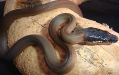 Baby White Lipped Pythons