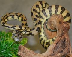 Baby Coastal Jaguar Carpet Pythons