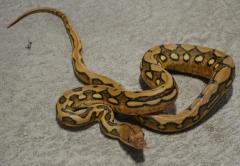 Baby Suntiger Reticulated Pythons