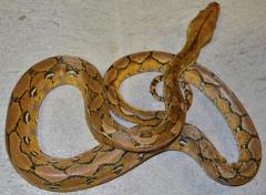 Baby Platinum Reticulated Pythons