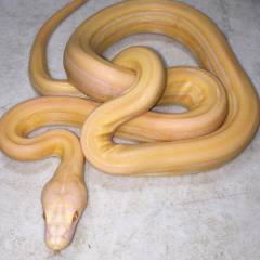 Baby Albino Super Tiger Reticulated Pythons