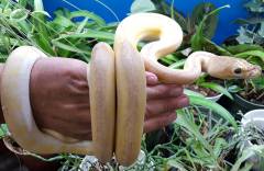 Baby Ultra Ivory Reticulated Pythons