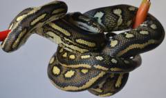 Small Striped Coastal Carpet Pythons