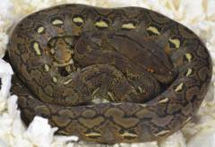 Baby Super Dwarf Reticulated Pythons