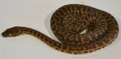 Small Stimsons Pythons