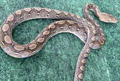 Baby Kalatoa Super Dwarf Reticulated Pythons