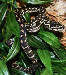Baby Diamond x Jungle Carpet Pythons
