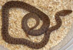 Small Children's Pythons