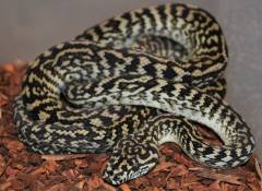Small Caramel Zebra Carpet Pythons