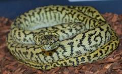 Small Zebra Jaguar Carpet Pythons