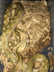 Baby Platinum Phantom Reticulated Pythons