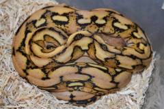 Small Platinum Tiger Reticulated Pythons