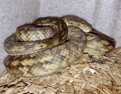 Medium Merauke Scrub Pythons