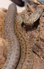 Baby Granite Spotted Pythons