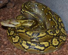 Small Phantom Reticulated Pythons