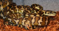 Medium Papuan Carpet Pythons