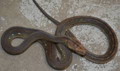 Baby Super Dwarf Golden Child Tiger Reticulated Pythons