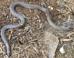 Mexican Burrowing Pythons