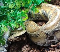 Female Bangka Island Blood Python