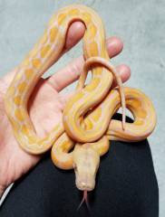 Baby Albino Lavender Motley Reticulated Pythons