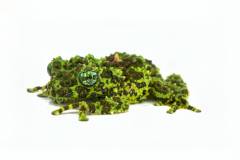Vietnamese Green Mossy Frogs