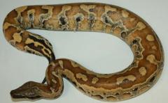 Baby Sumatran Blood Pythons