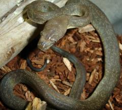 Baby Macklotts Pythons