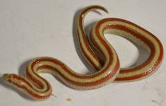 Baby Bay of LA x Coastal Rosy Boas