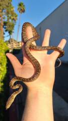 Dominican Red Mountain Boas
